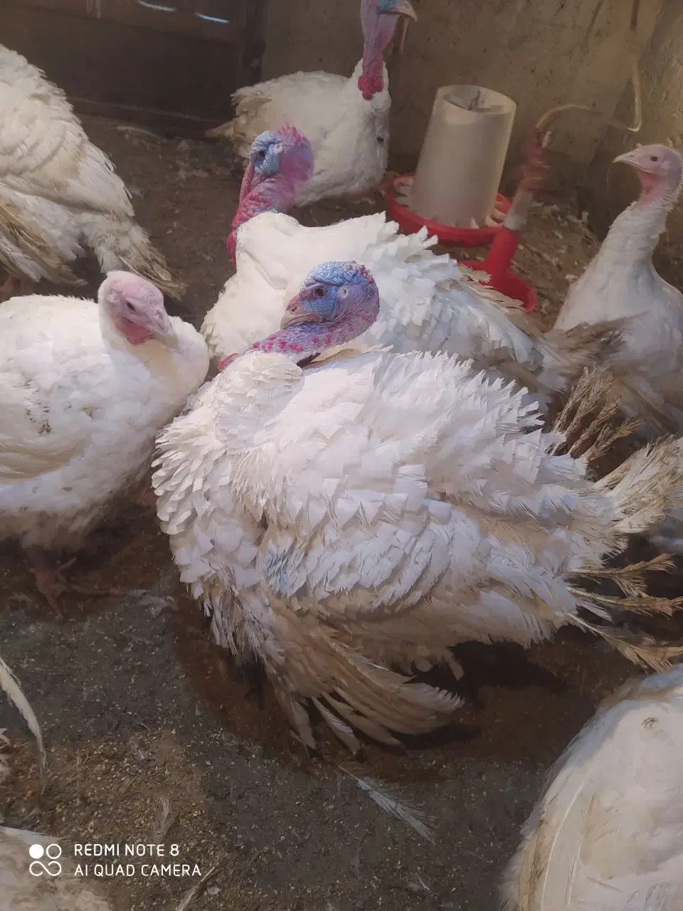 بوقلمون گوشتی|حیوانات مزرعه|شاهرود, |دیوار