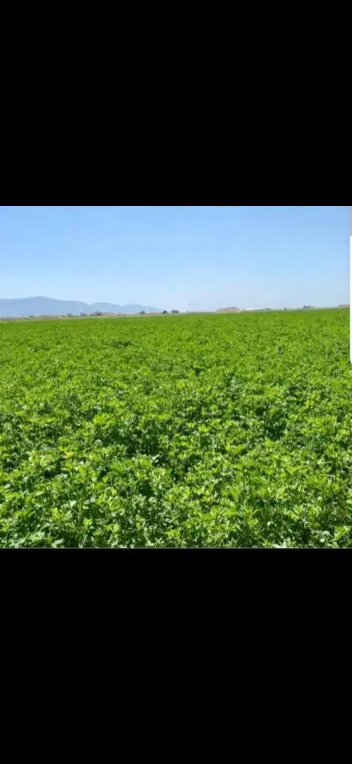 یونجه|عمده‌فروشی|صدرا-فارس, فاز ۲|دیوار