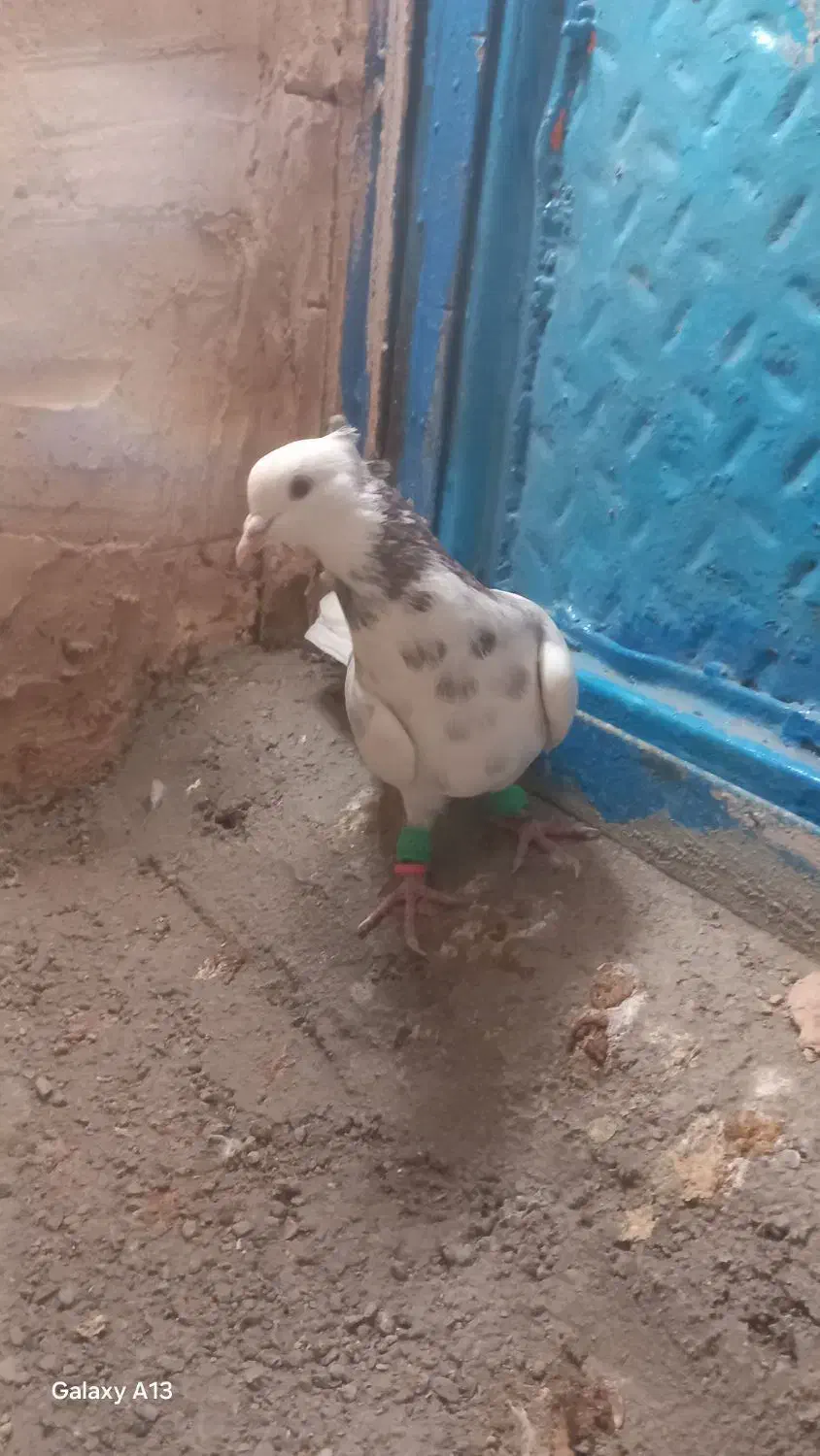 دوتا کفتر هوایی|پرنده|اسفراین, |دیوار