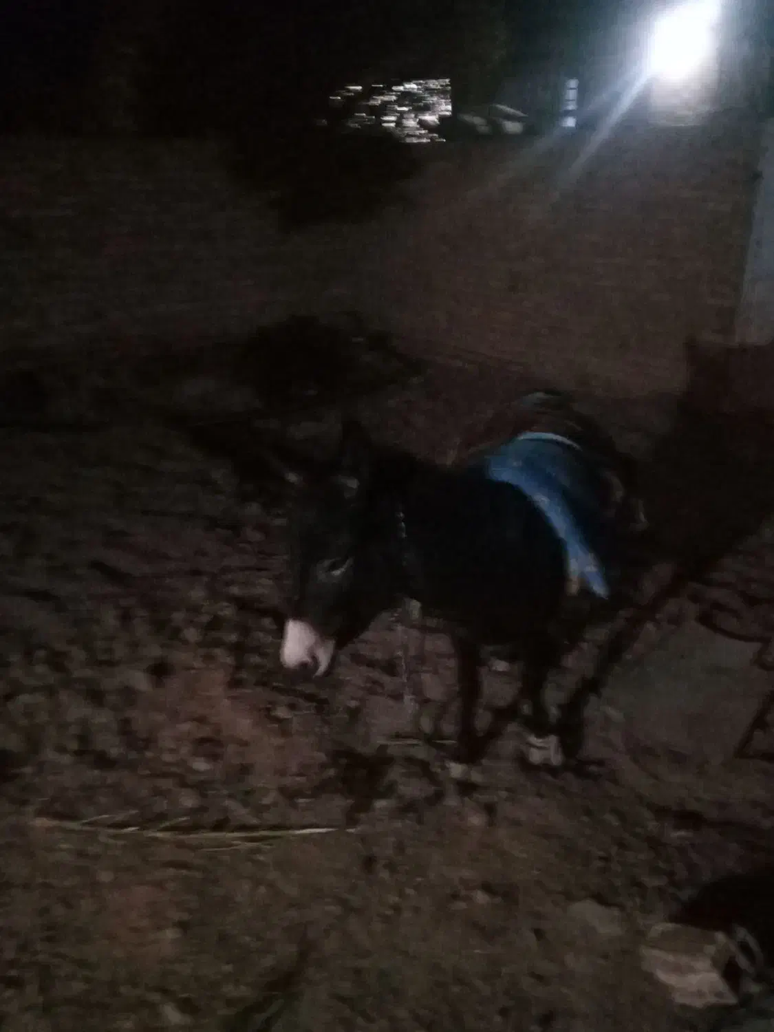 خر سالم|حیوانات مزرعه|میانه, |دیوار