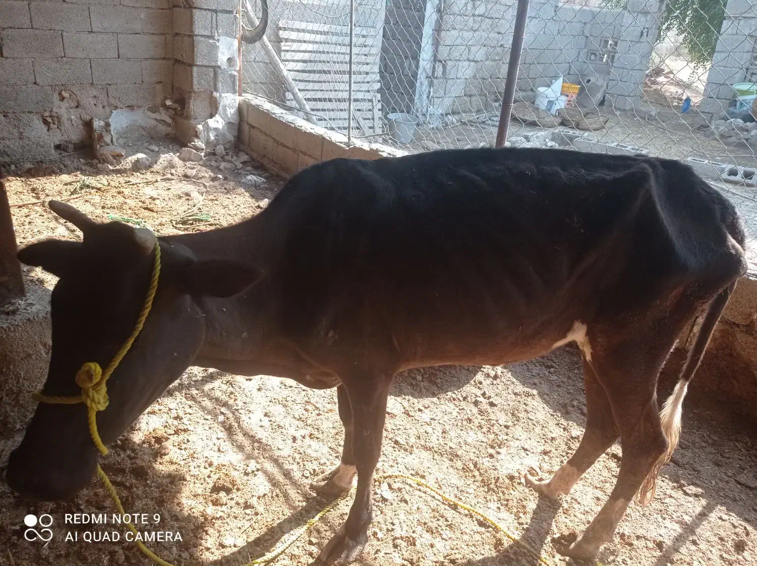 گاو وگوساله|حیوانات مزرعه|برازجان, |دیوار