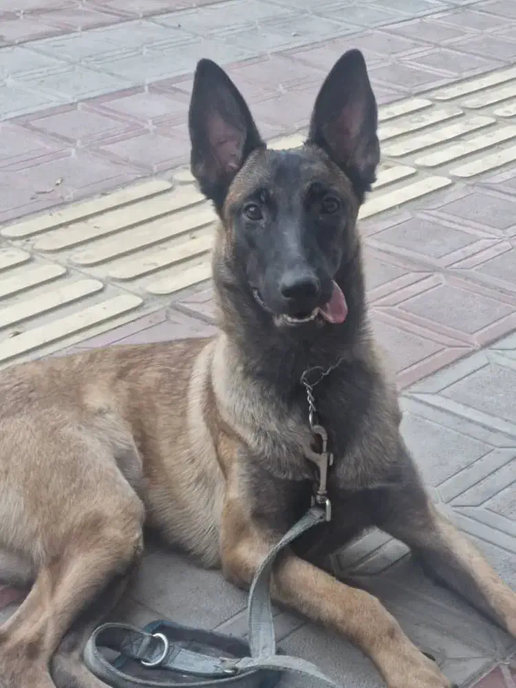 توله مالینوا ماده اصیل 4 و 5 ماهه|سگ|تهران, آرارات|دیوار