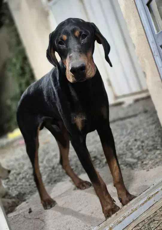 دوبرمن اروپایی نر پوست چرمی|سگ|تهران, تجریش|دیوار