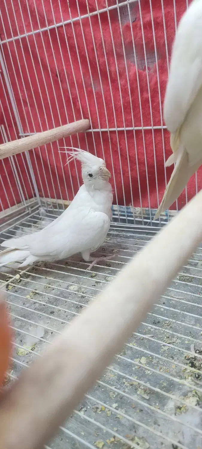 پرنده|پرنده|مشهد, امیریه|دیوار