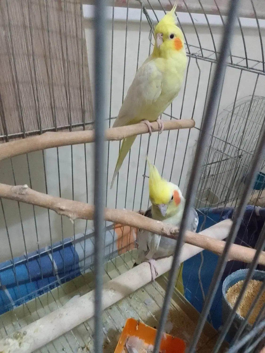 عروس هلندی|پرنده|تهران, جیحون|دیوار