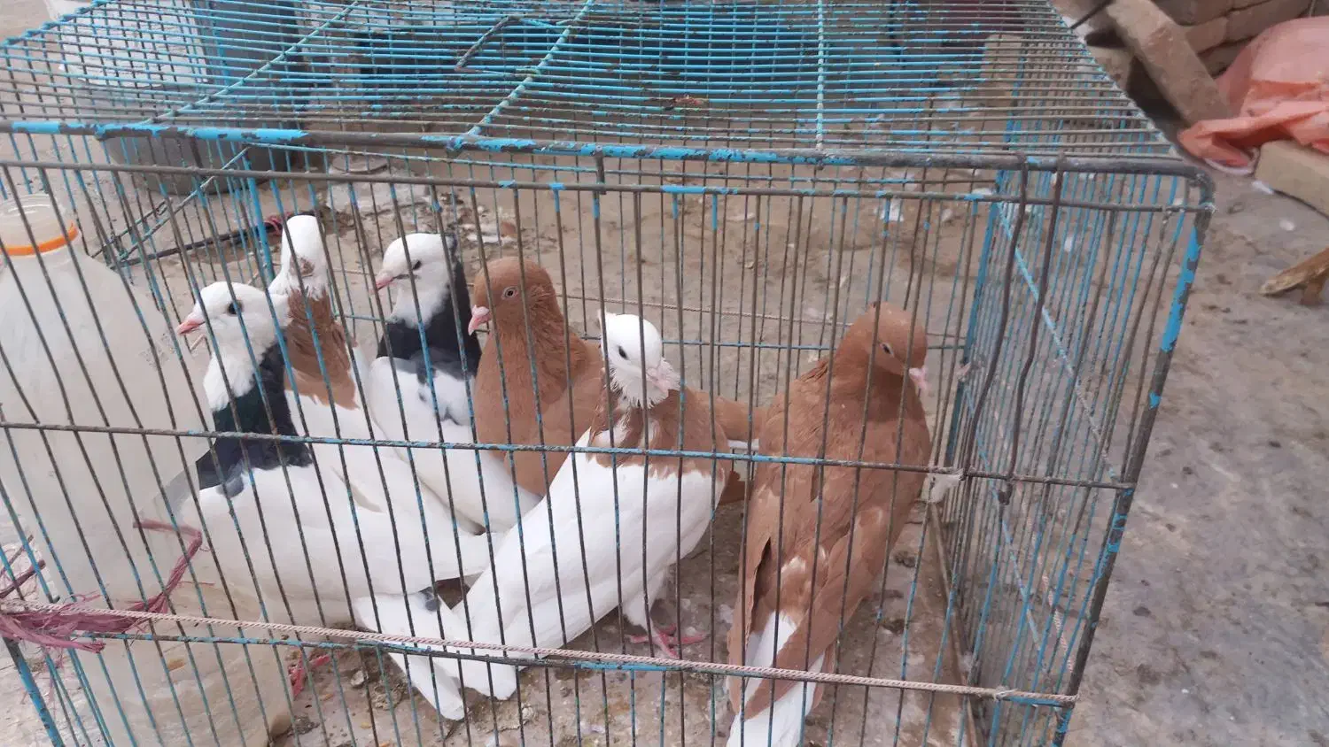 کفتر|پرنده|سبزوار, قصبه شرقی|دیوار