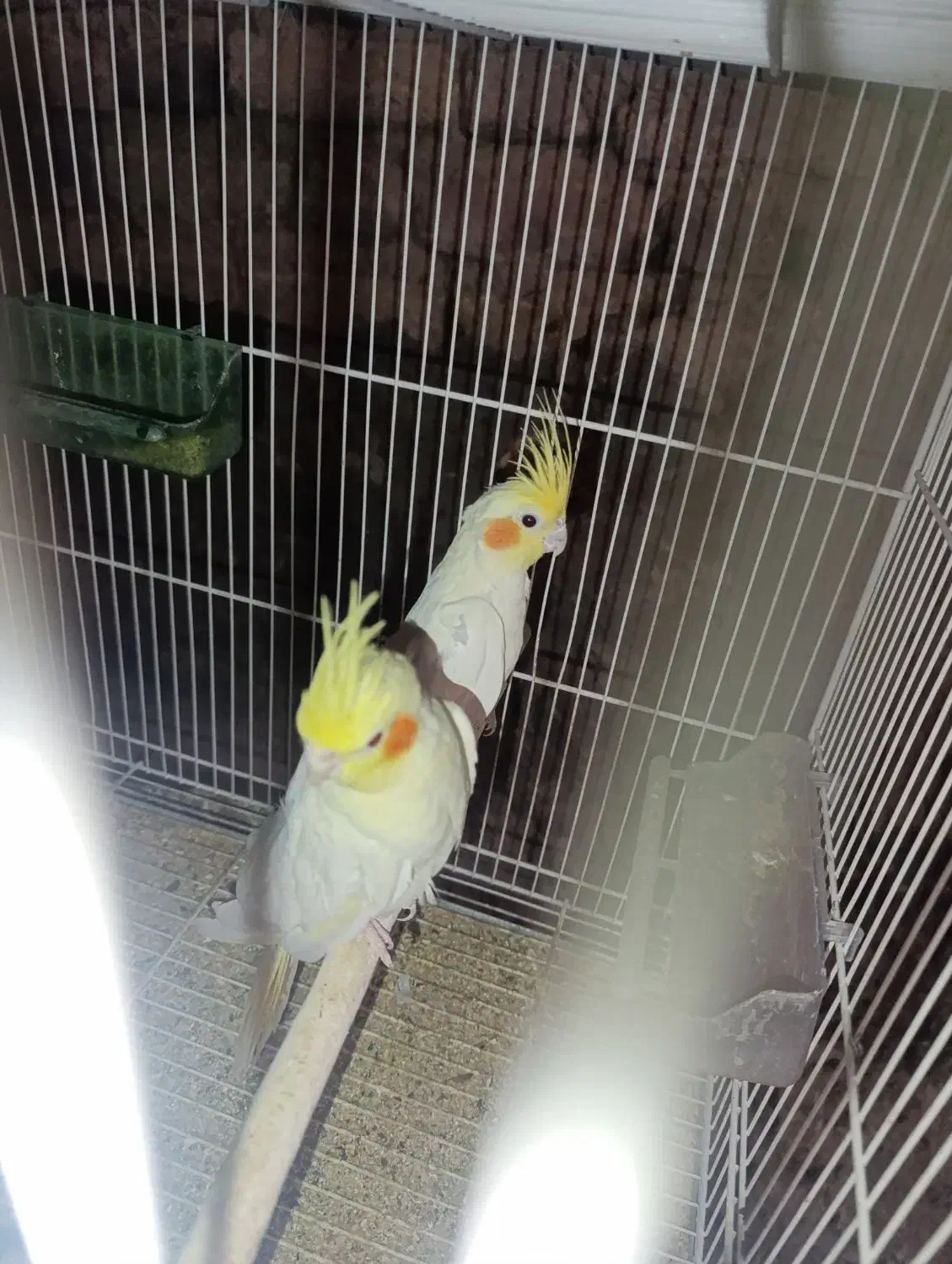 عروس هلندی فروشی ومعاوضه|پرنده|خوسف, |دیوار