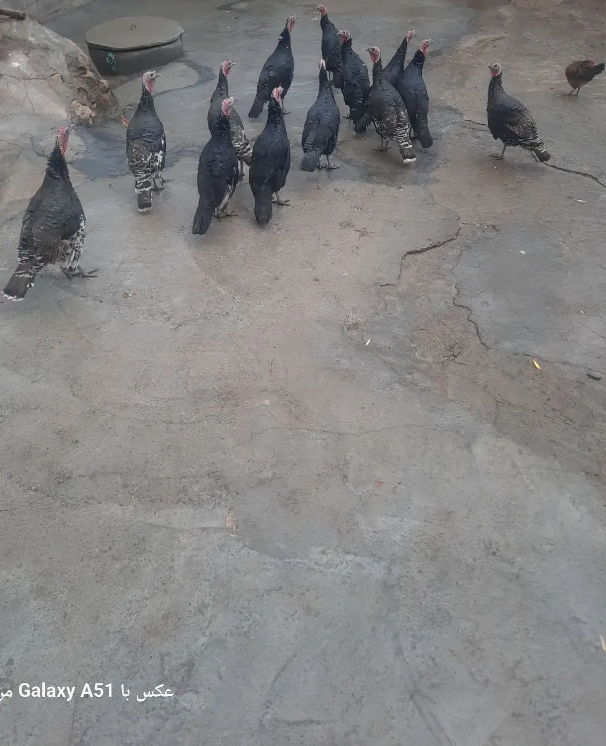 بوقلمون ماده|حیوانات مزرعه|دینور, |دیوار