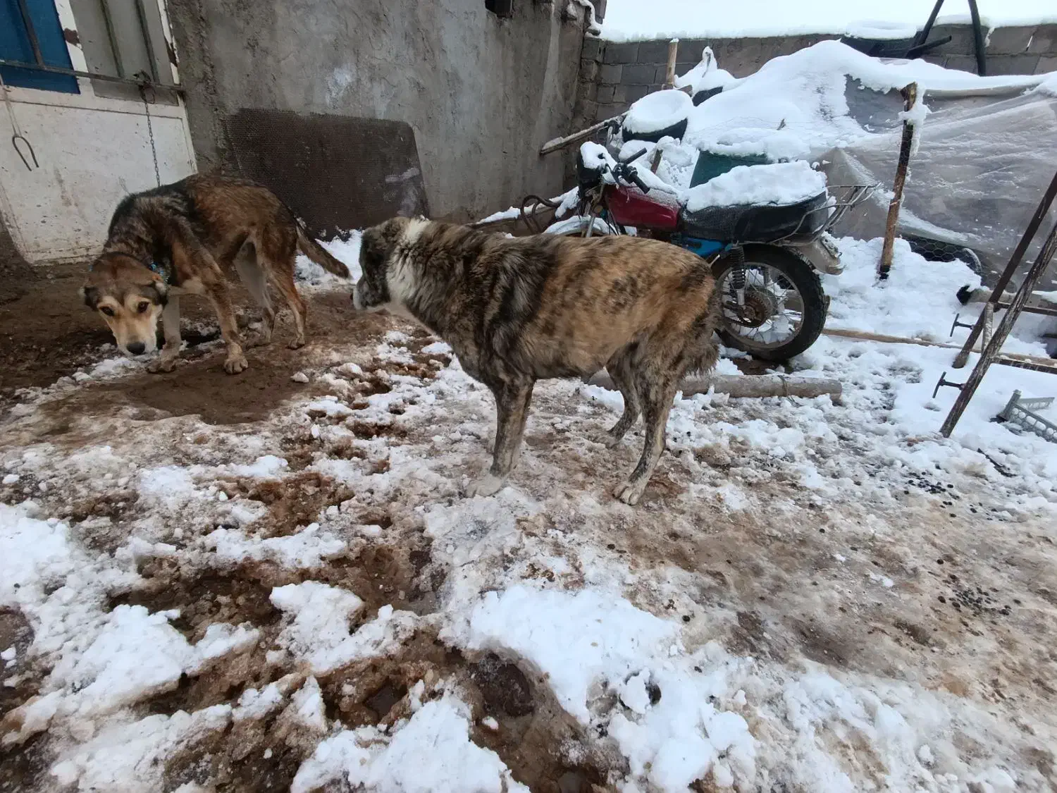 سگ محلی|سگ|آبکوه, |دیوار