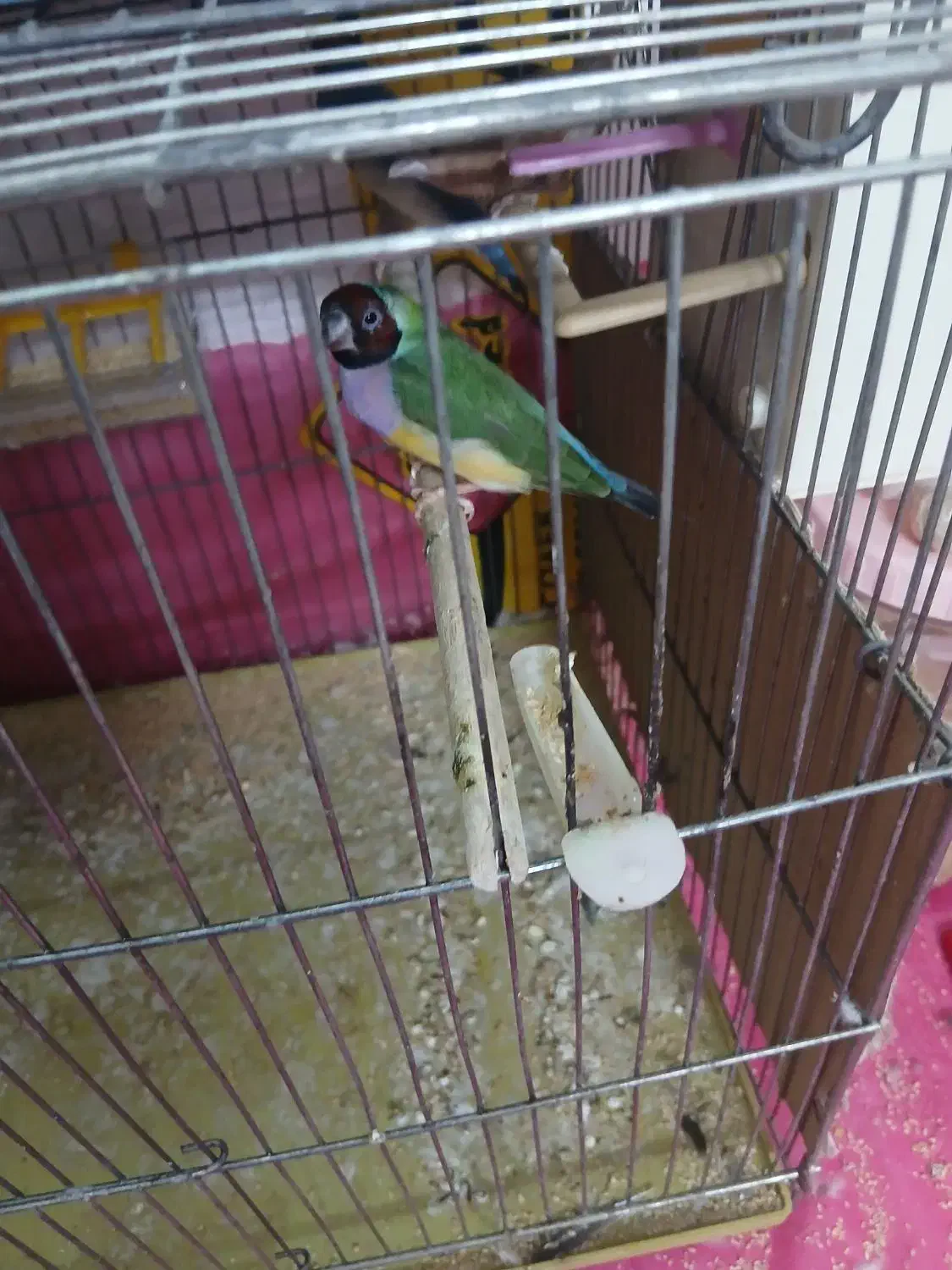 فنج گلدین|پرنده|قم, کلهری|دیوار