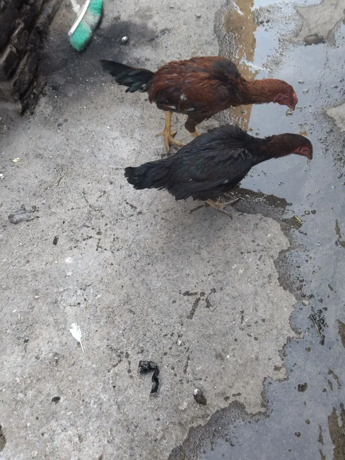 مرغ و خروس لاری|حیوانات مزرعه|چناران, |دیوار