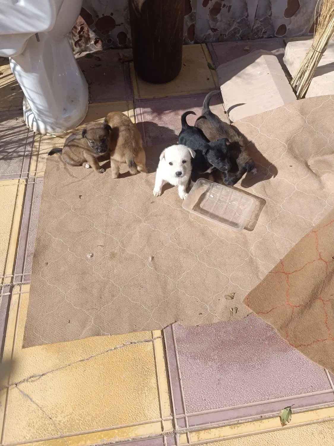 سگ پاکوتاه|سگ|عطاملک, |دیوار