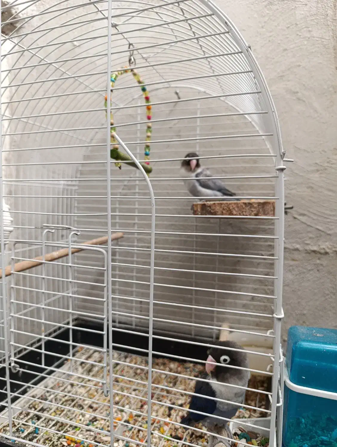 طوطی برزیلی مولد|پرنده|فردیس, نسترن غربی|دیوار