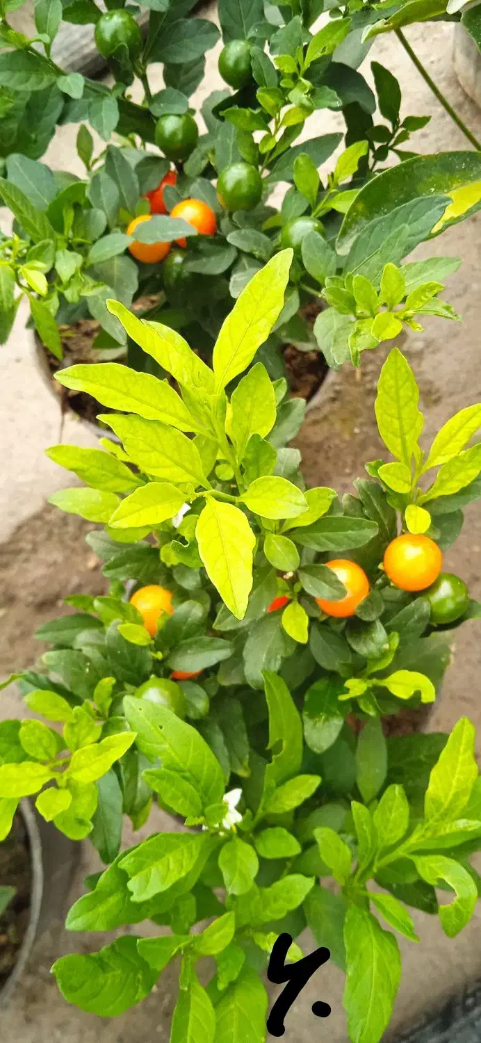 گل کلکسیون وسالنی|کلکسیون و سرگرمی|بروجرد, |دیوار