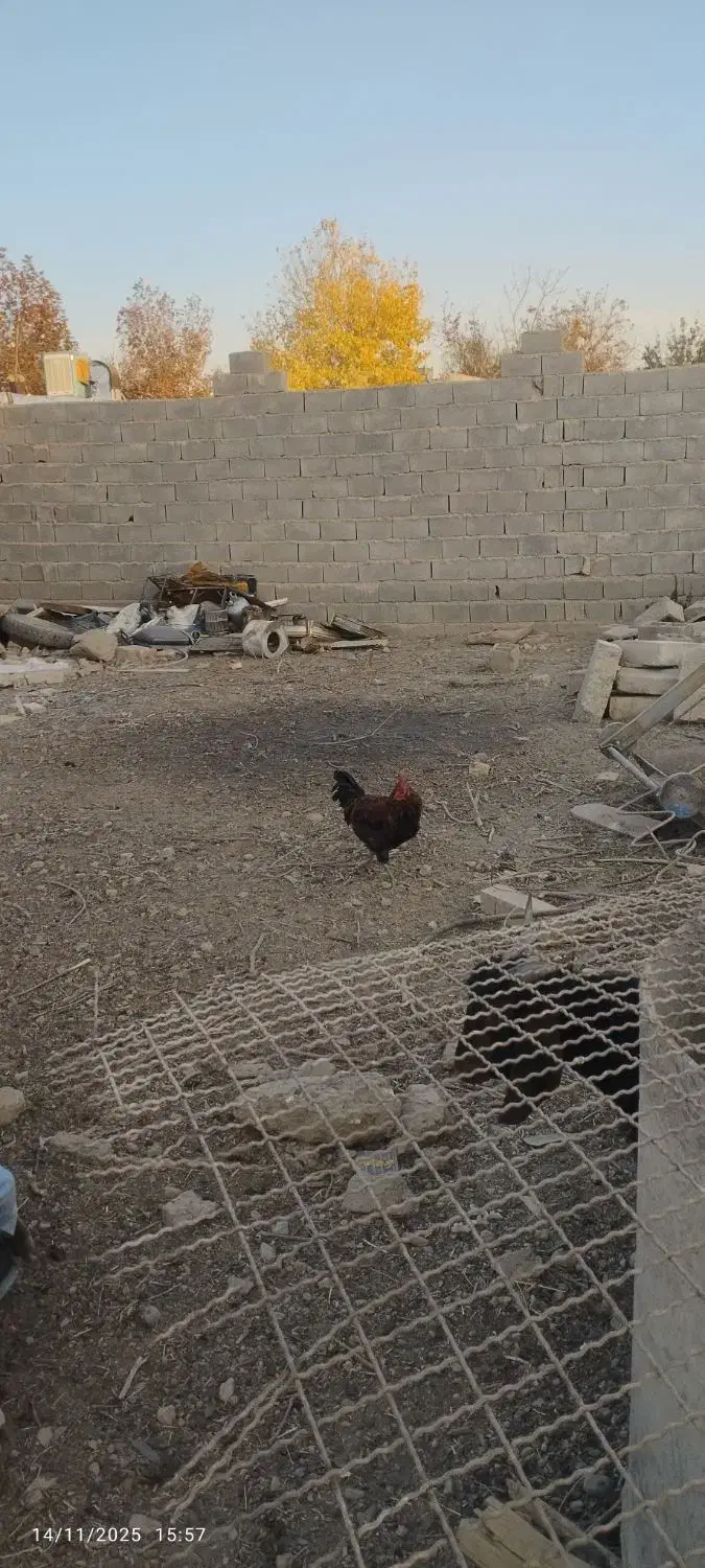 خروس دو عدد|حیوانات مزرعه|گلمکان, |دیوار