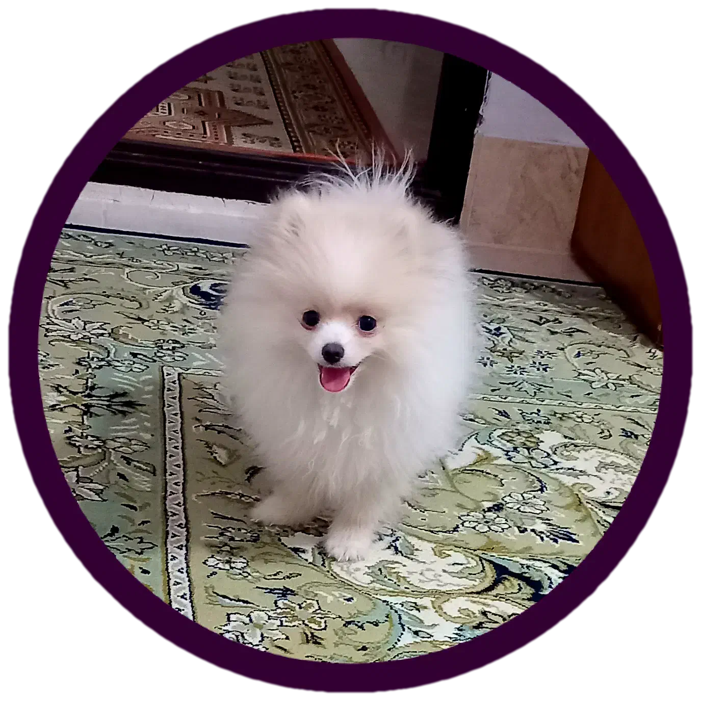 سگ پامرانین خرسی|سگ|تهران, نازی‌آباد|دیوار