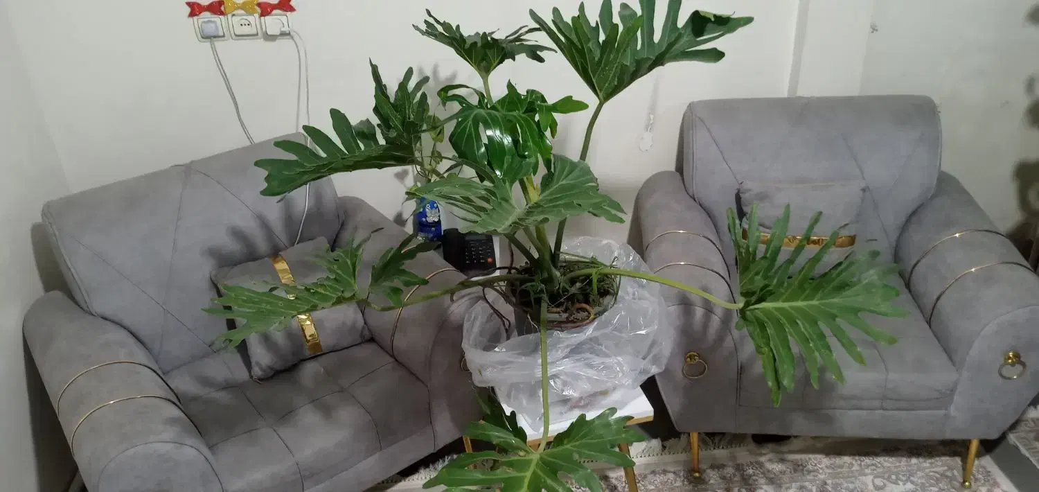 برگ انجیری|گل و گیاه طبیعی|تهران, خاک سفید|دیوار