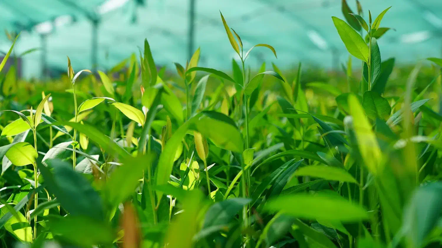 فروش نهال اکالیپتوس|خدمات باغبانی و درختکاری|داراب, |دیوار