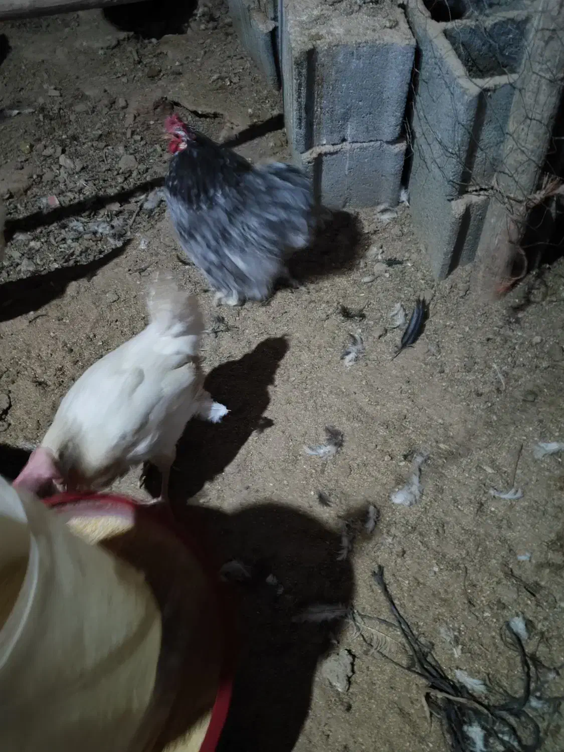 خروس|حیوانات مزرعه|هشتگرد, خور|دیوار