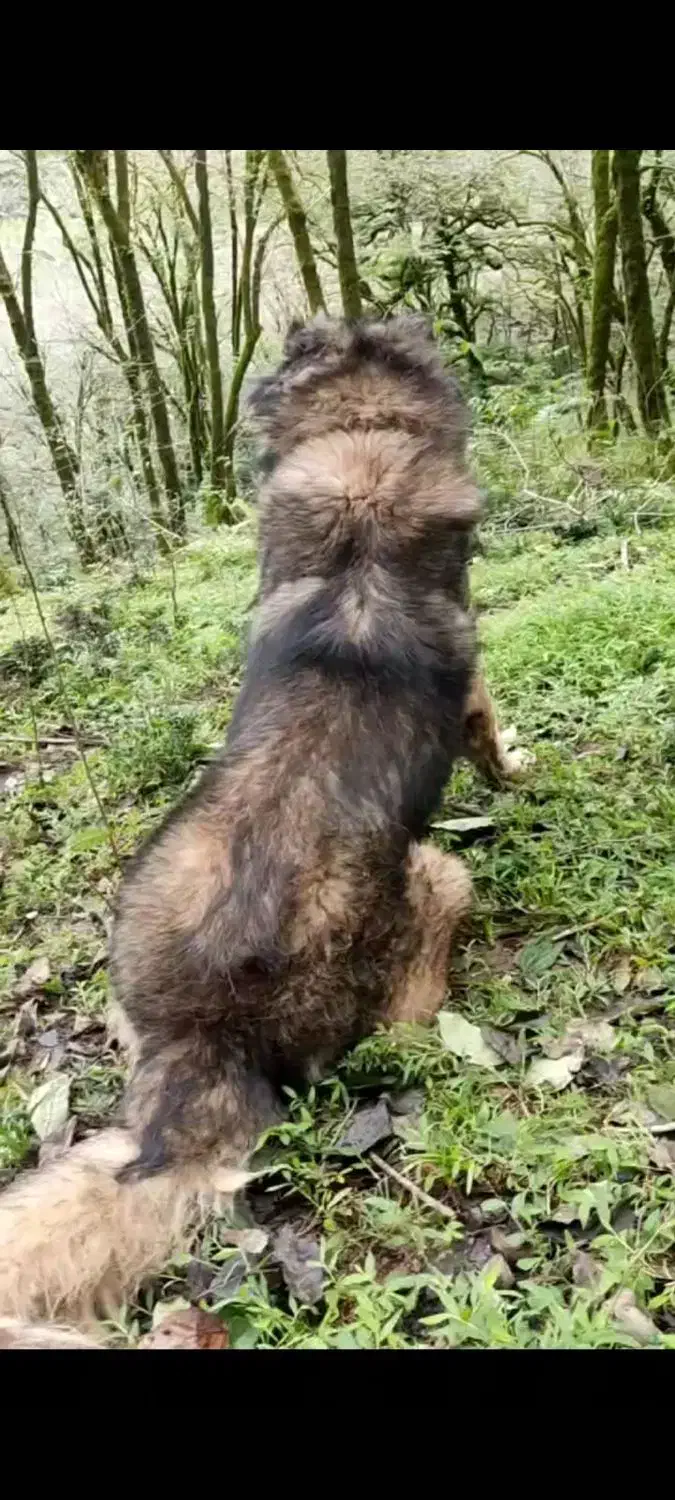 واگذاری سرابی ذات قدیم|سگ|رشت, یخسازی|دیوار