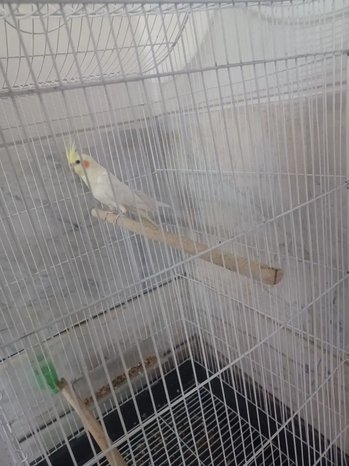 عروس هلندی|پرنده|لنجان, |دیوار