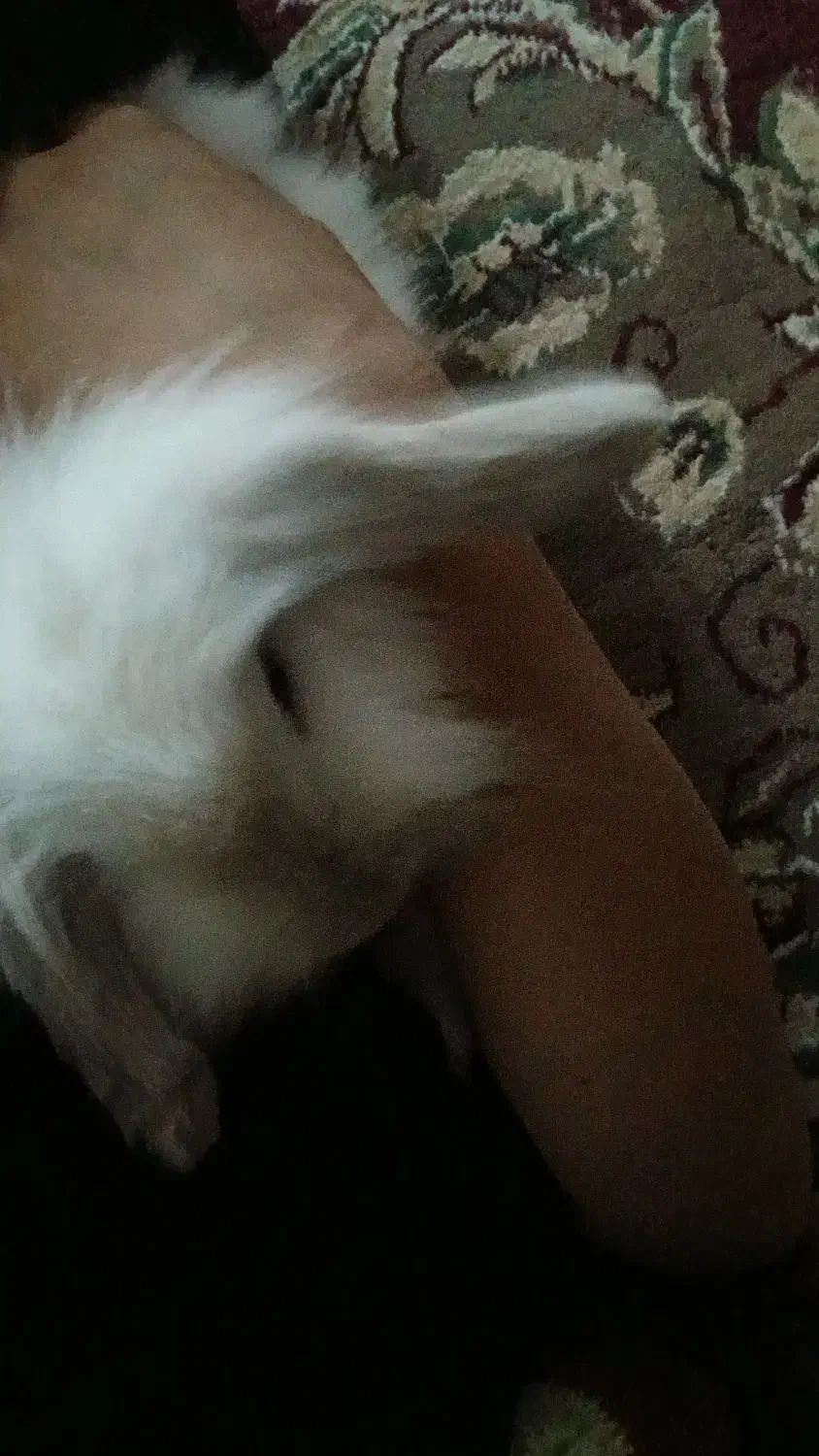 خرگوش لوپ|موش و خرگوش|باوی, |دیوار