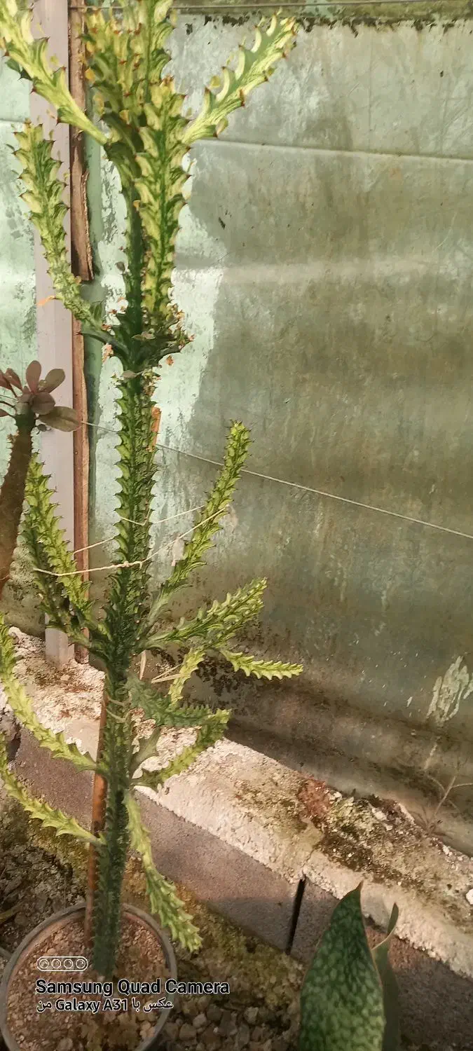 فروش ویژه کاکتوس وساکولنت|گل و گیاه طبیعی|فاضل آباد, |دیوار