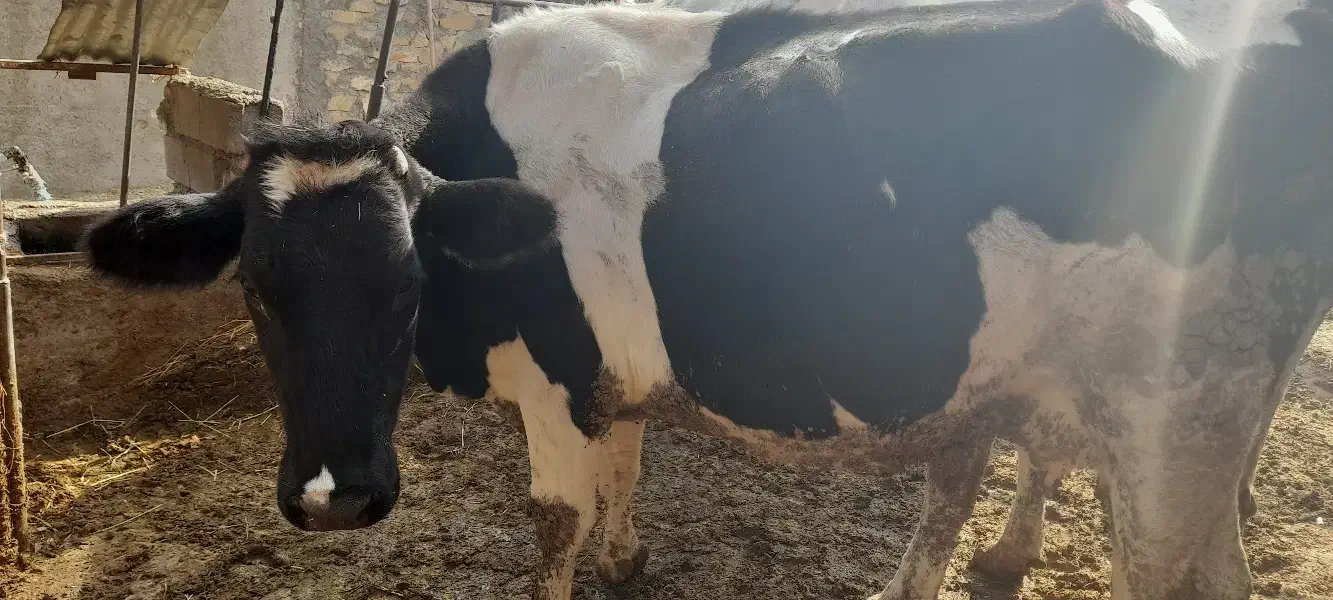 گاو شکم اول با گوساله نر|حیوانات مزرعه|بجنورد, |دیوار