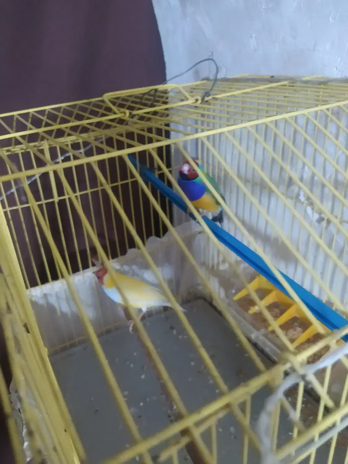 سره گلدین|پرنده|سمنان, |دیوار