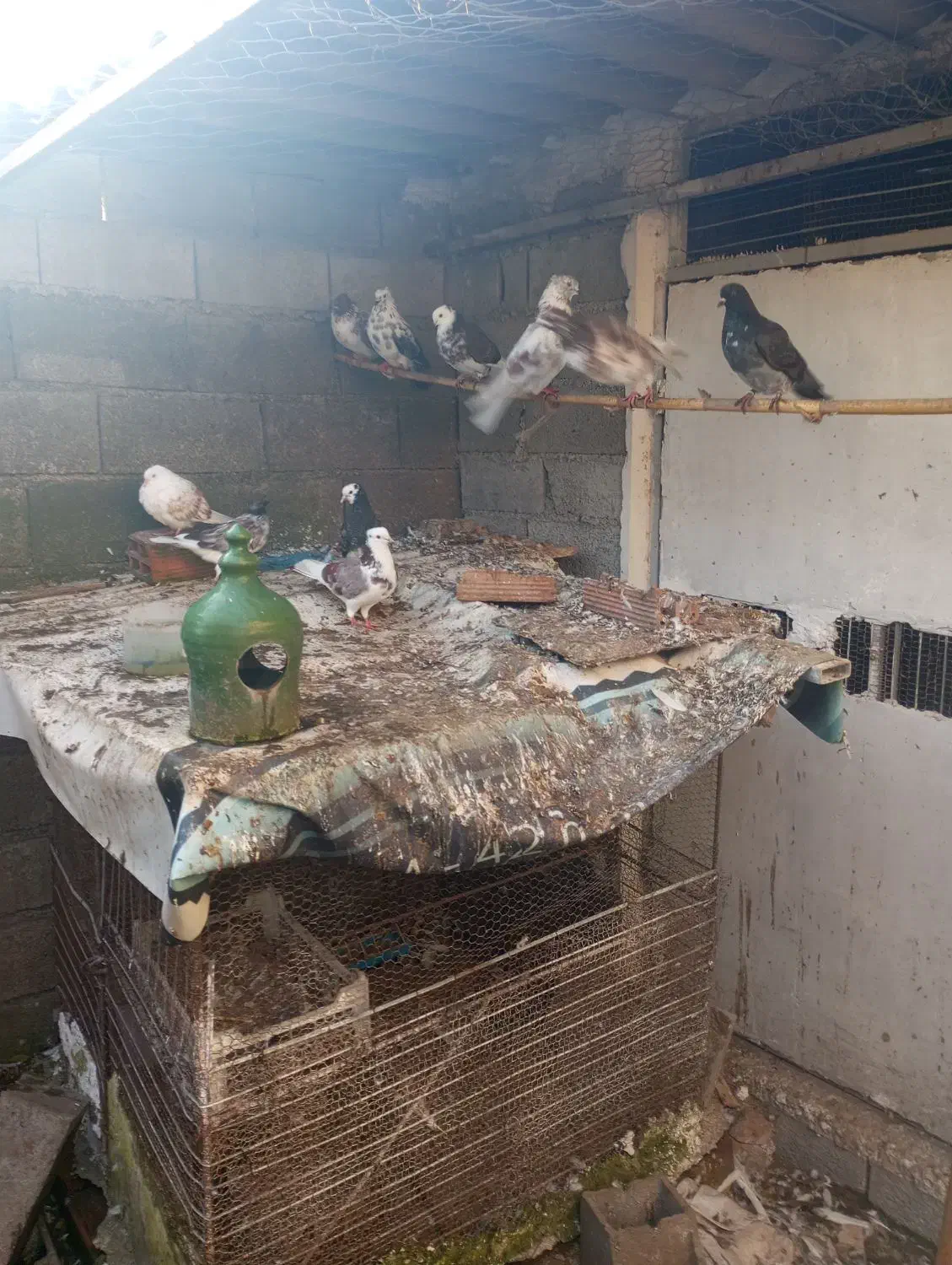 کبوتران پرشی خوش خال|پرنده|دابودشت, |دیوار