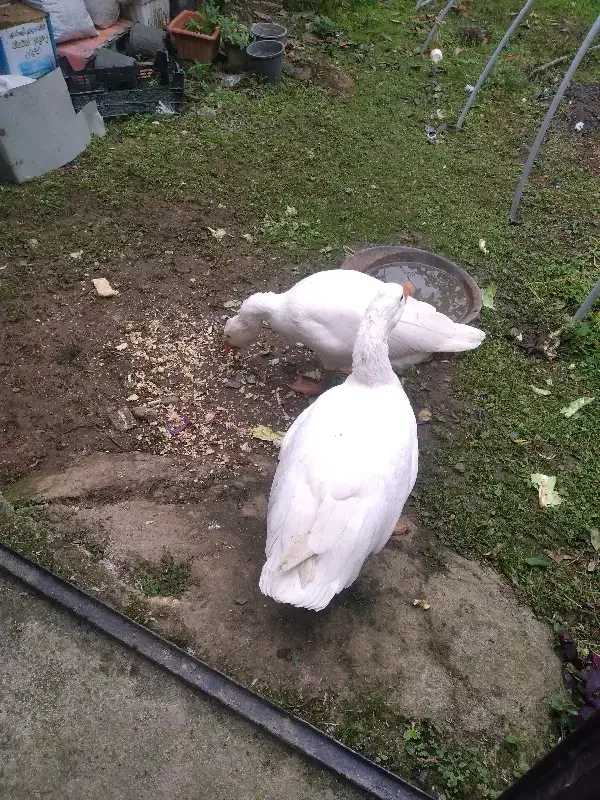 غازسفید دوتا|حیوانات مزرعه|تولم شهر, |دیوار