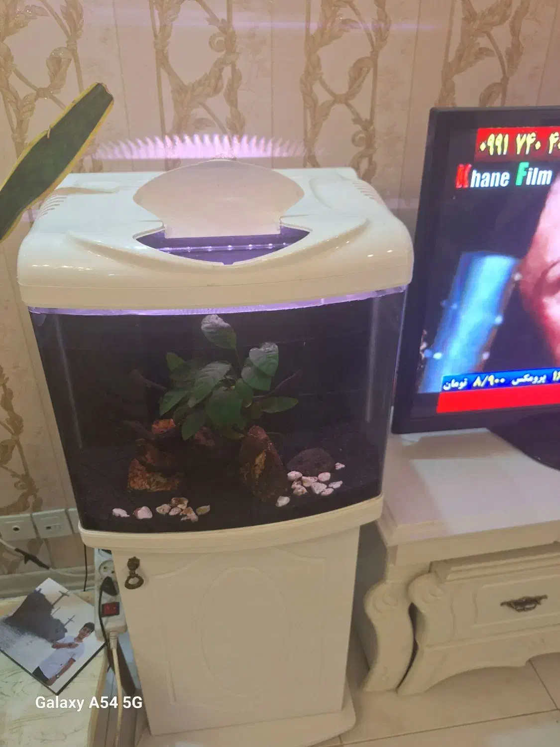 آکواریوم شرکتی،با وسایل|ماهی|مشهد, امیریه|دیوار