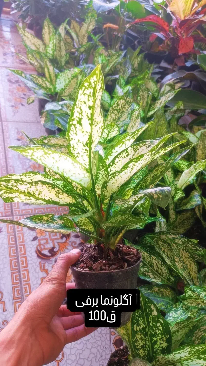 فیلندرون برکین|گل و گیاه طبیعی|یزد, |دیوار