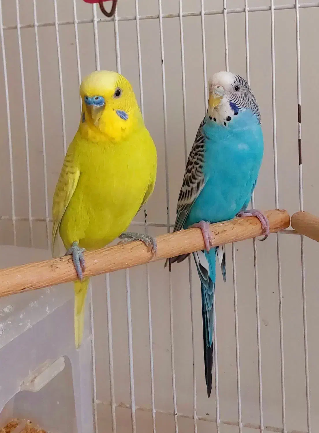 جفت مرغ عشق مولد|پرنده|قزوین, |دیوار