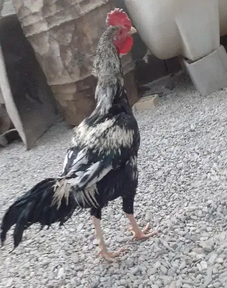 خروس دو رگه لاری اصیل بلند دانگ|حیوانات مزرعه|میرجاوه, |دیوار