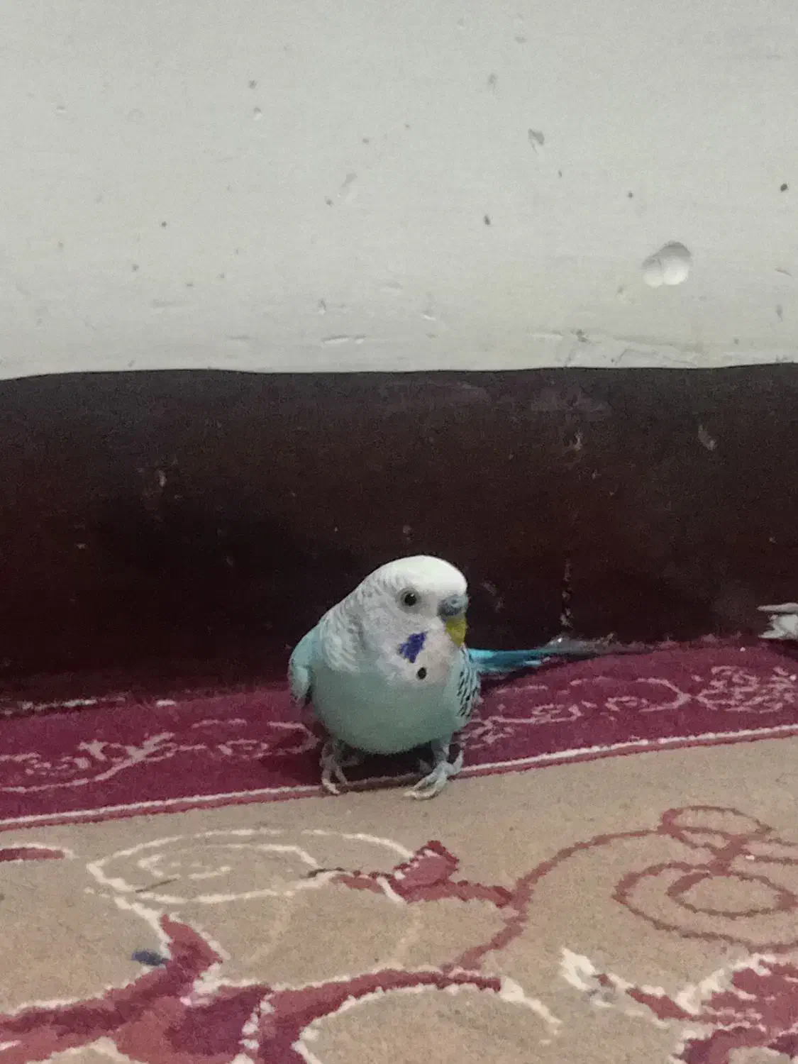 مرغ عشق|پرنده|دوگنبدان, |دیوار