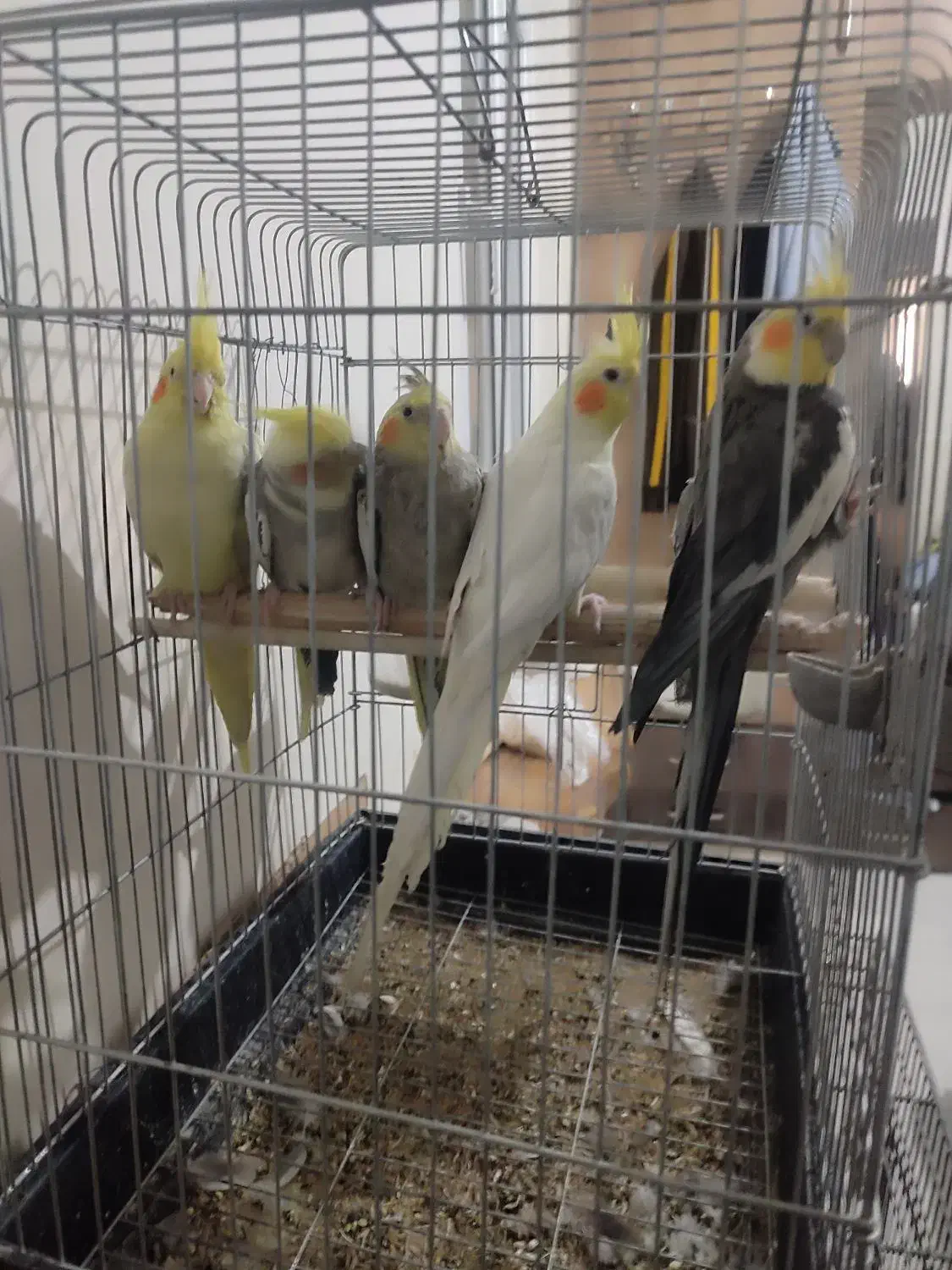 عروس هلندی|پرنده|ری, دیلمان|دیوار