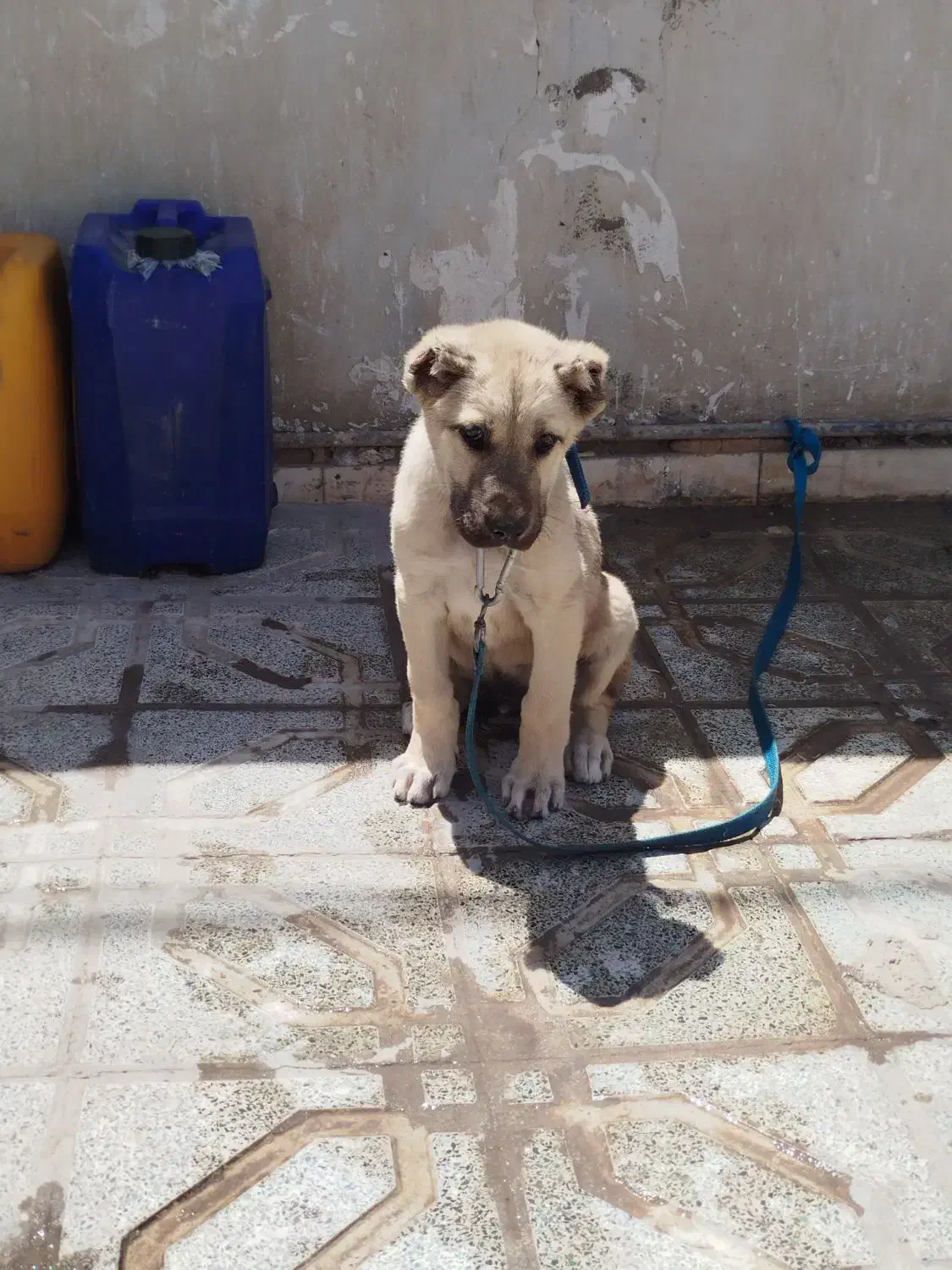 123|سگ|سیرجان, |دیوار