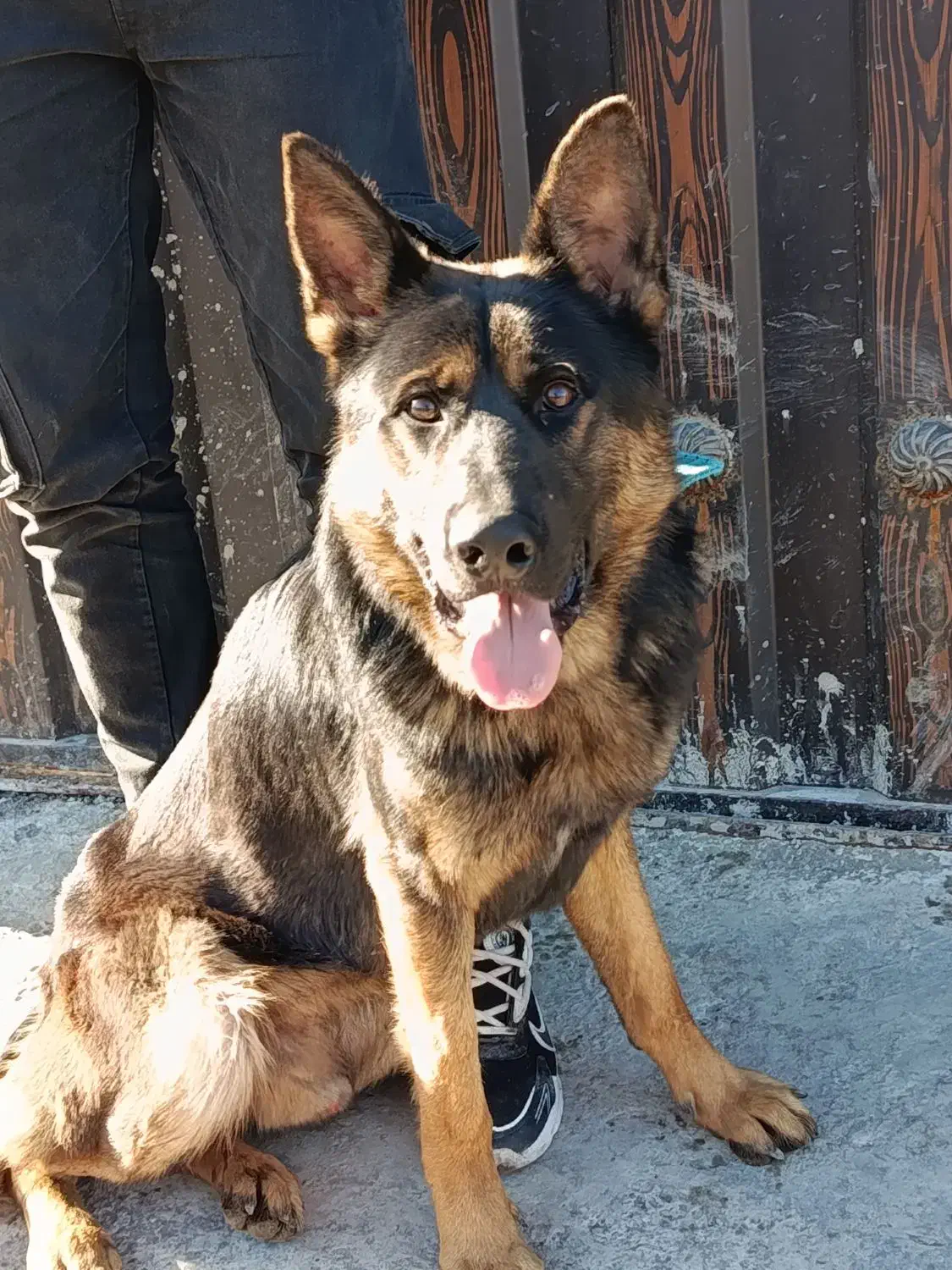 ژرمن|سگ|بندر انزلی, پیل علی باغ|دیوار