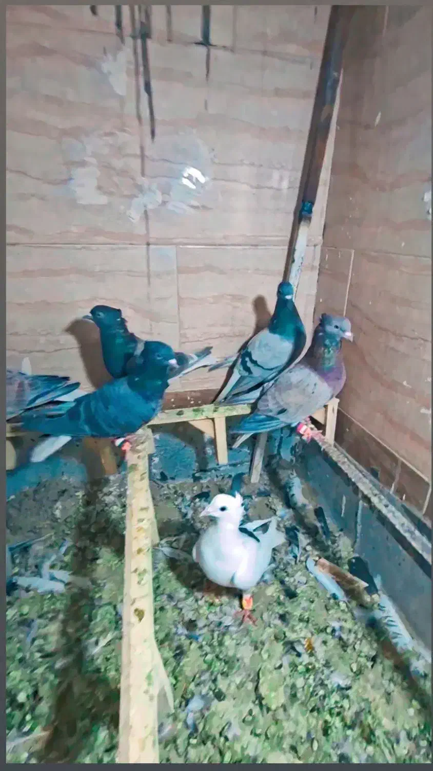 ۵ تا ماده دم سفید کاکلی هفت رنگ ذات دار پرشی|پرنده|سلامی, |دیوار