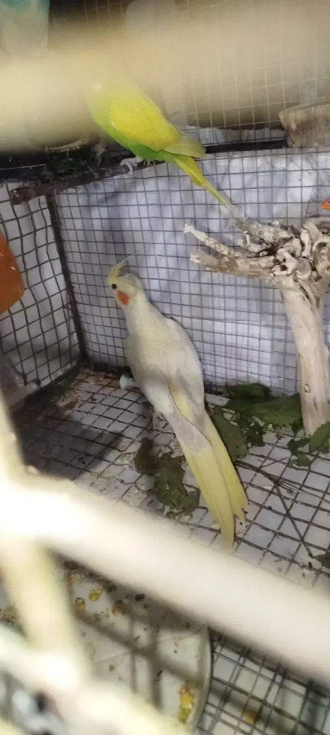 عروس هلندی لوتینو چشم شرابی|پرنده|ایرانشهر, |دیوار