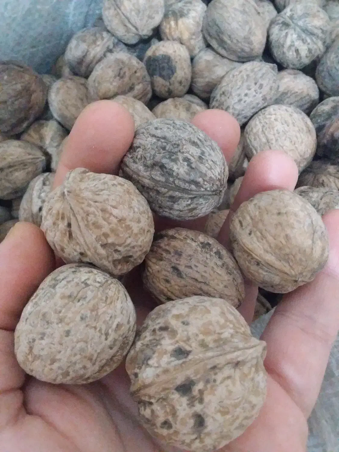 روغن گوسفندی و کشک گردو بومی کردستان شیره انگورعسل|خوردنی و آشامیدنی|کاشان, فاز ۲ ناجی آباد|دیوار