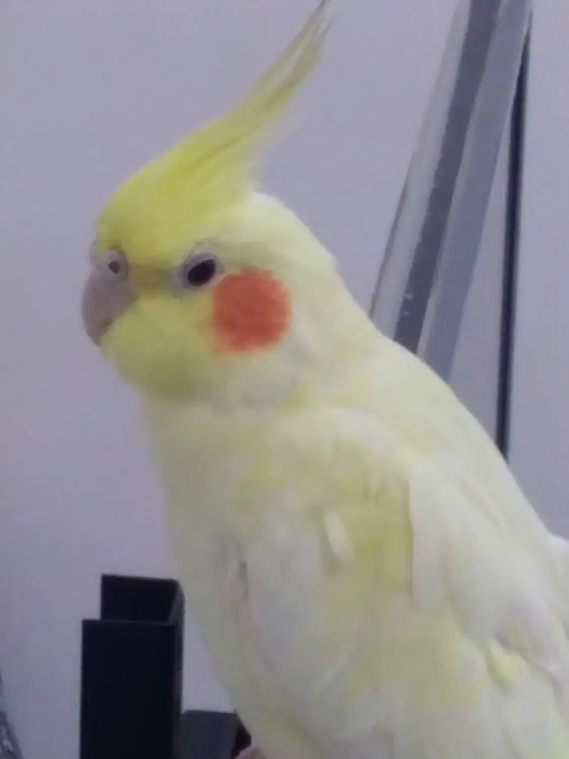 یک عروس رام یکجفت طوطی برزیلی|پرنده|بوکان, |دیوار