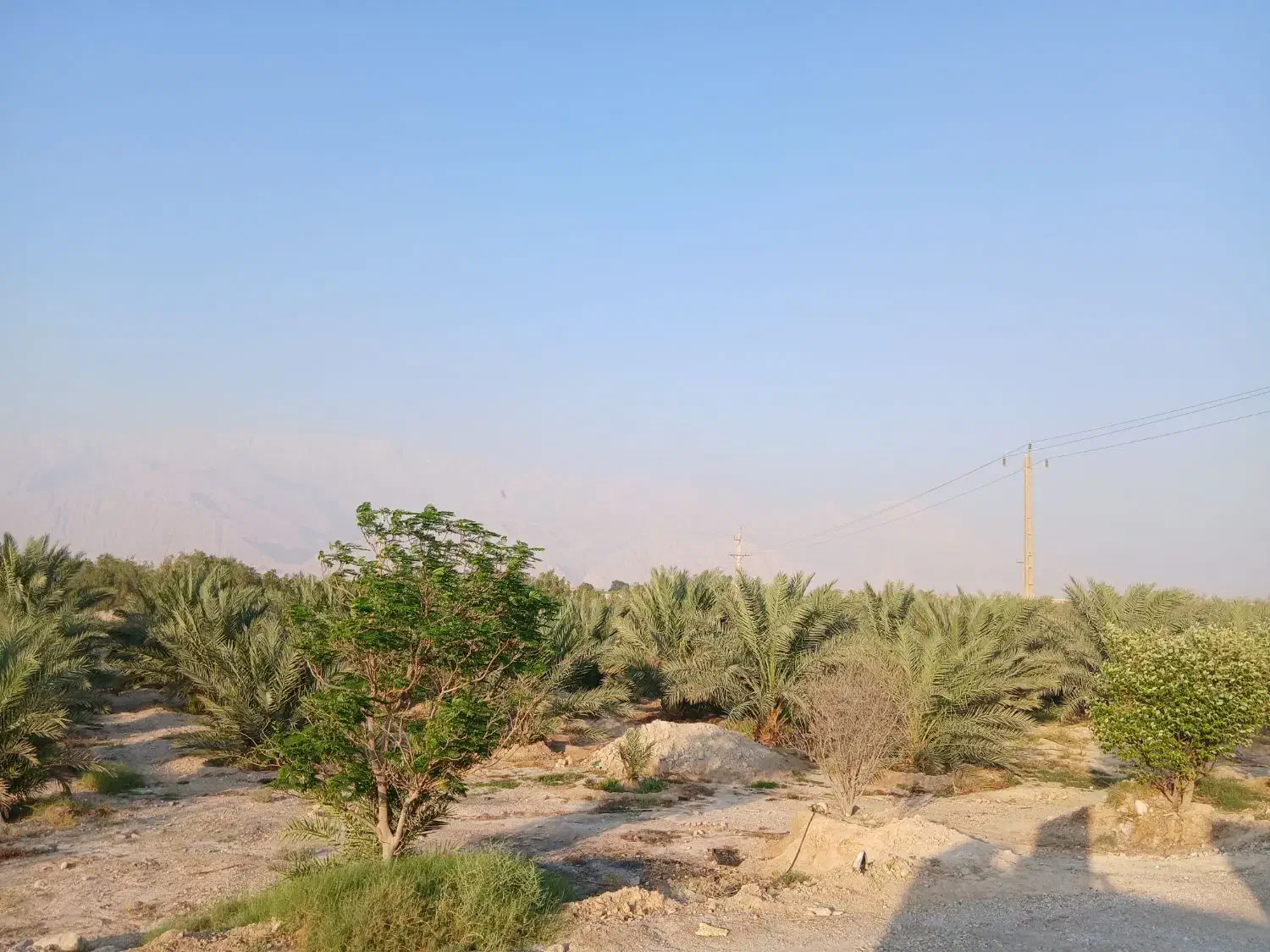 اجاره زمین کشاورزی خورموج|اجارهٔ دفتر صنعتی، کشاورزی، تجاری|بوشهر, |دیوار