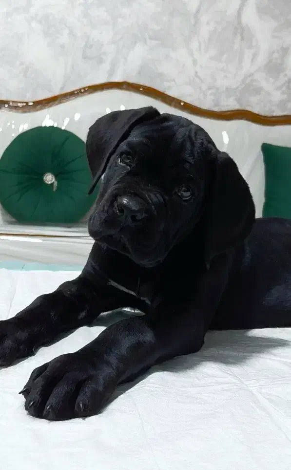 توله کین‌کورسو/کن‌کورسو|سگ|تهران, آرژانتین|دیوار