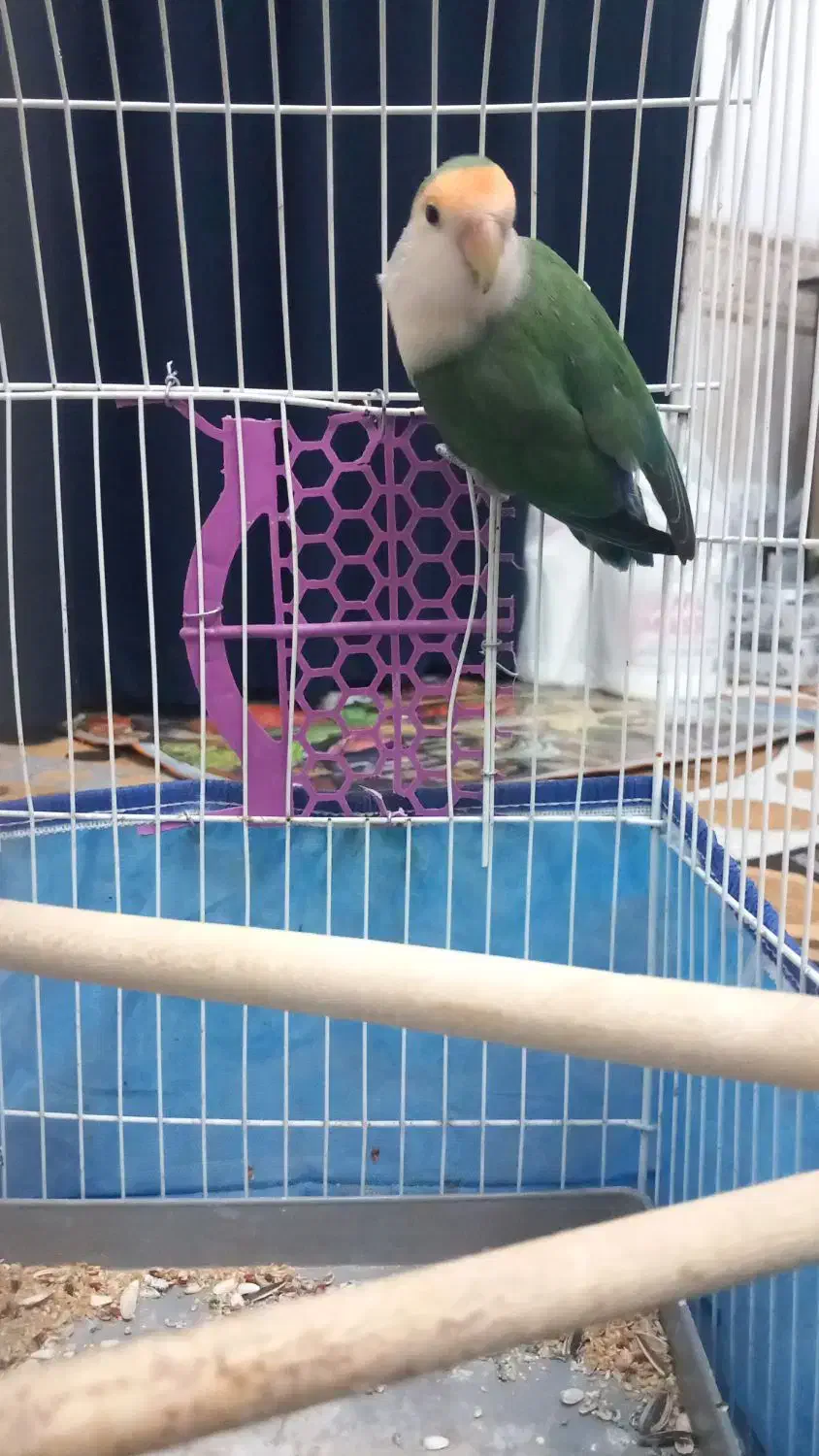 کوتوله برزیلی|پرنده|نی‌ریز, |دیوار