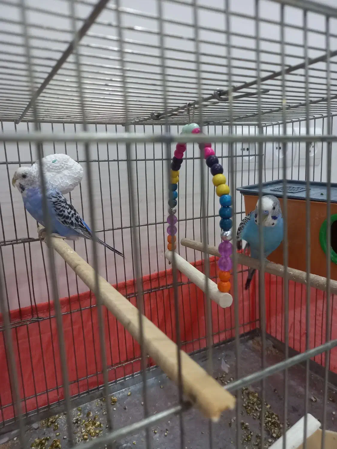 یک جفت مرغ عشق|پرنده|فردیس, داوری|دیوار