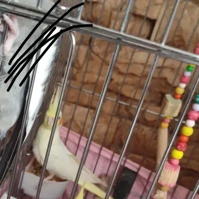 گمشده(دوتا عروس هلندی یکی ابلق یکی لوتینو)|حیوانات|سرپل ذهاب, |دیوار