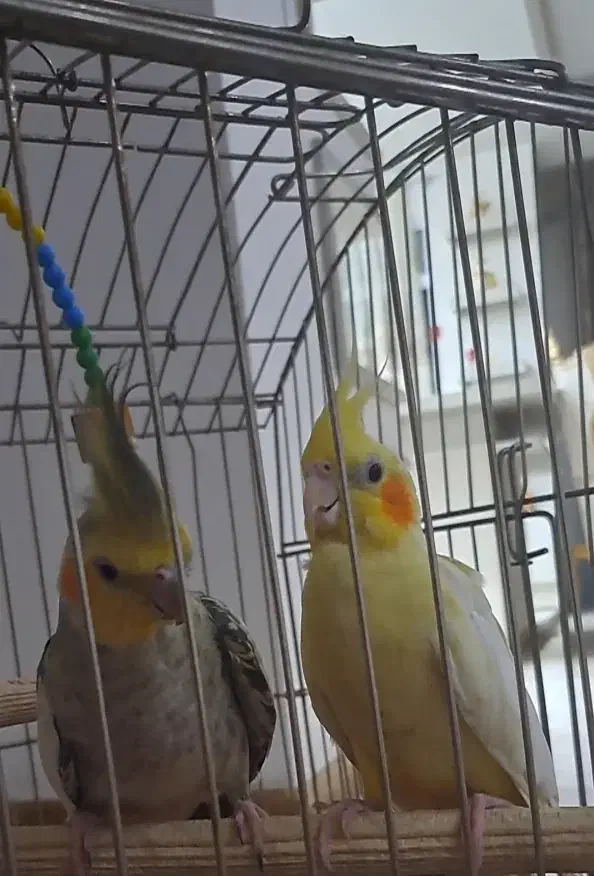 عروس هلندی|پرنده|اسلام‌شهر, شهرک سالور|دیوار