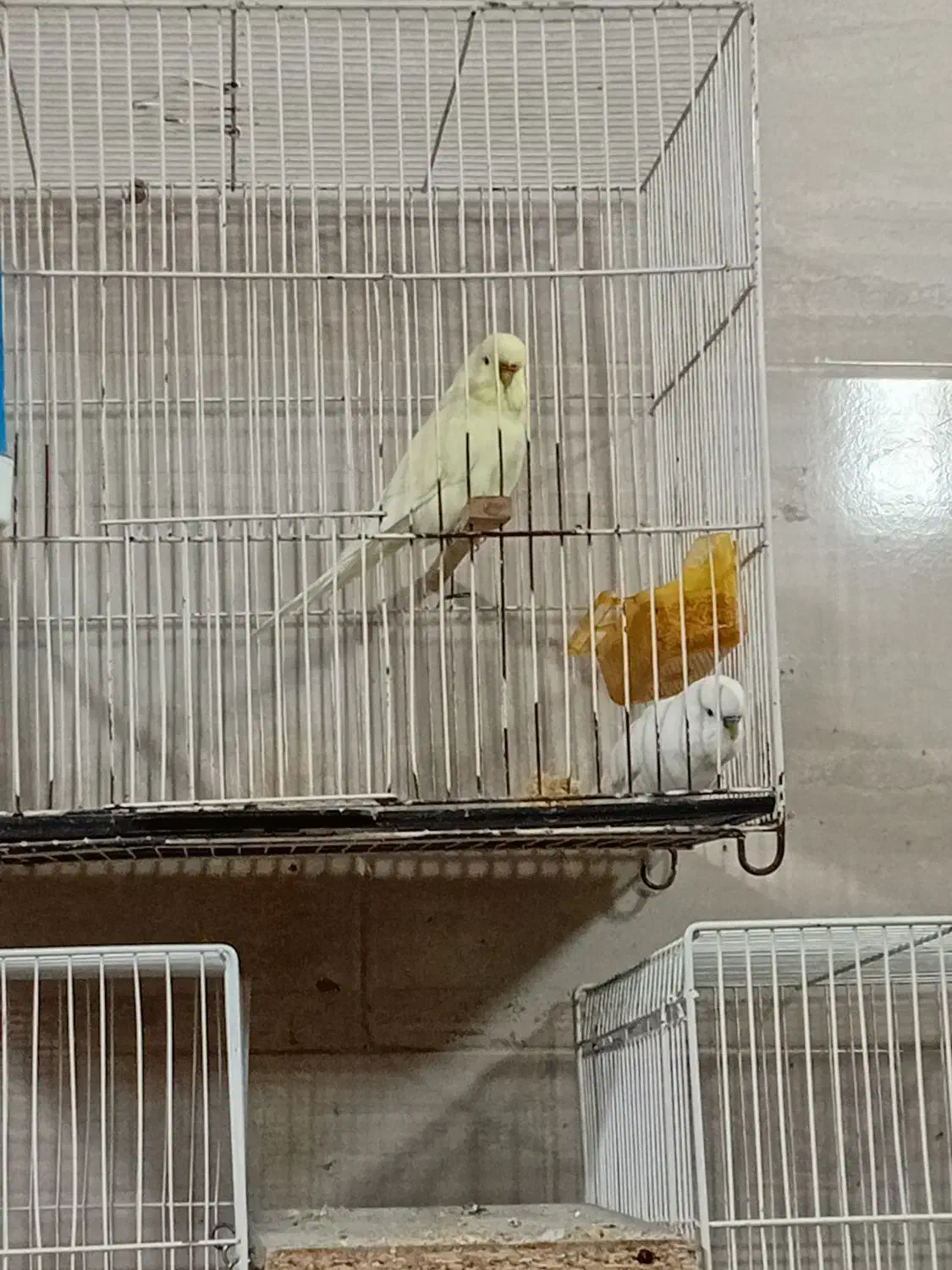 جغدی مرغ عشق انگلیسینرگسی شکلاتی چشم فالو|پرنده|مشهد, شهرک بهارستان|دیوار